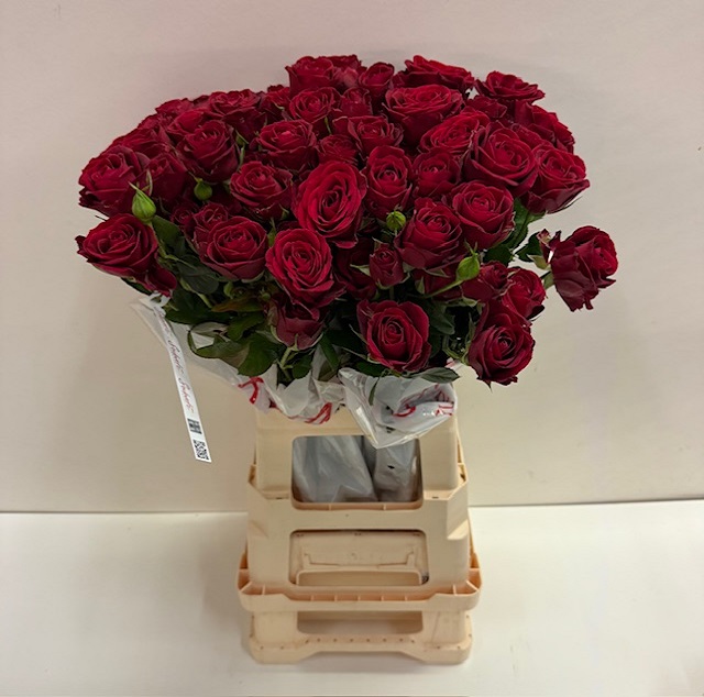 Rosa tros in love SB.jpg